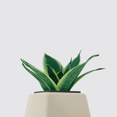 【森多多層方盆栽森多水耕植研所】